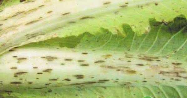 白菜病虫害