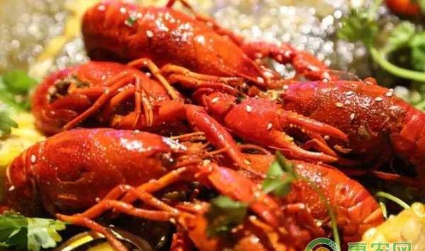 提高小龙虾产量的日常管理方法