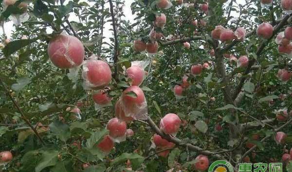 农技知识之苹果膜袋的选择技巧，果袋种类