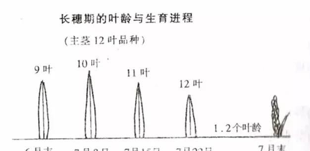 水稻长穗期叶龄与生长发育