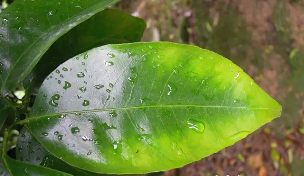 缺钾黄化的柑橘叶片
