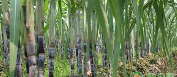 如何防治甘蔗花叶病(嵌纹病)