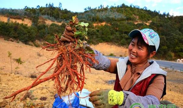 中药材栽培的六个关键管理要素 移栽与定植