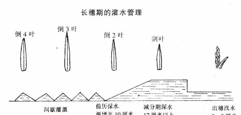 水稻长穗期灌水管理
