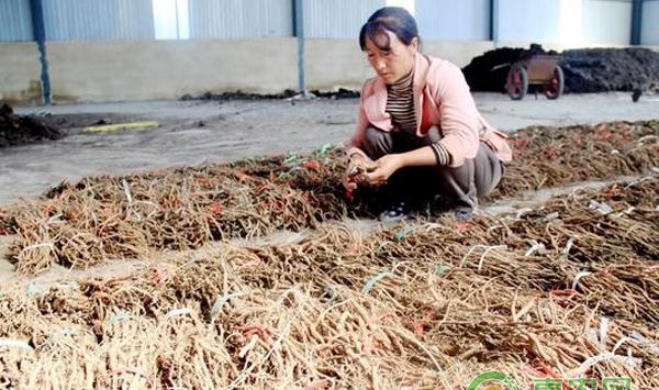 中药材栽培的六个关键管理要素 苗期管理