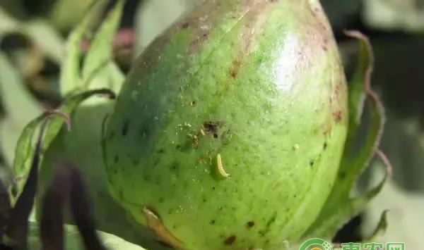 三代棉铃虫发生期预测 