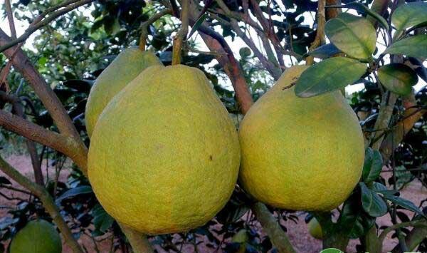 有机沙田柚高产高效栽培方法