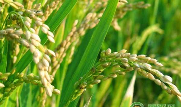 水稻穗期用药及病虫害防治