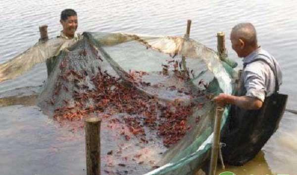 虾蟹池塘养殖之生长期