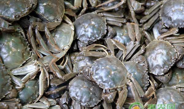 八月河蟹进入第五次脱壳，如何提高五壳的翻倍率？