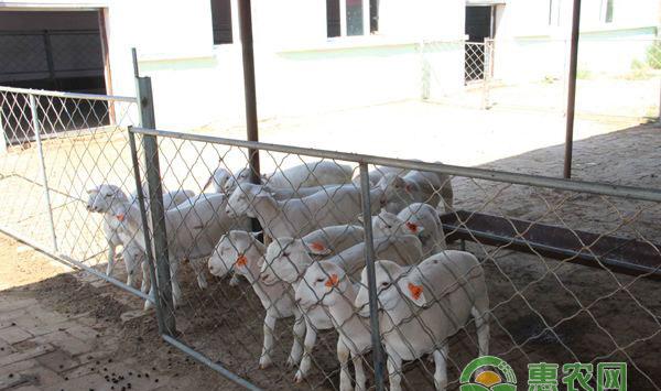 优质羔羊管理技术