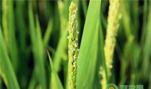 晚稻病虫害防治措施