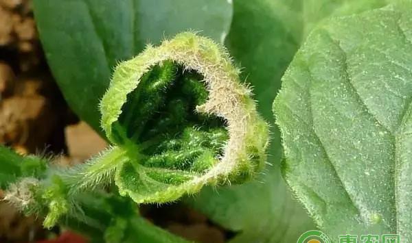 蔬菜缺钙什么原因，蔬菜缺钙怎么办?
