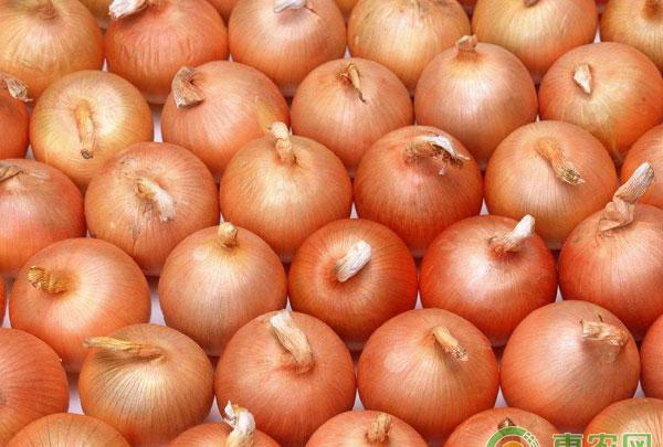 洋葱如何贮藏