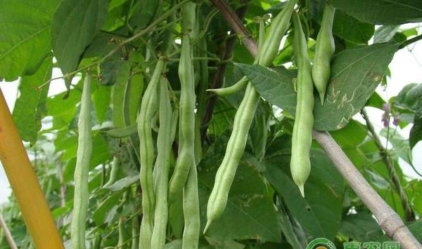 四季豆濒临绝收的种植案例