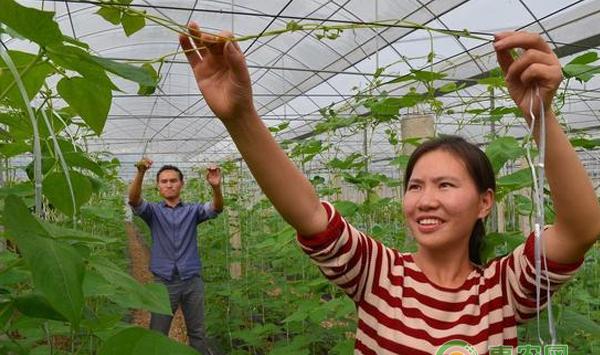 农民种四季豆濒临绝收，用这个方法不减产反而增产