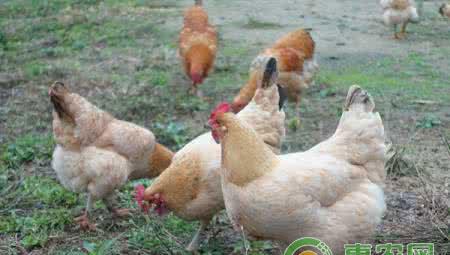 家禽养殖技巧