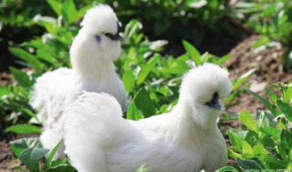 雏乌鸡育雏前的准备工作