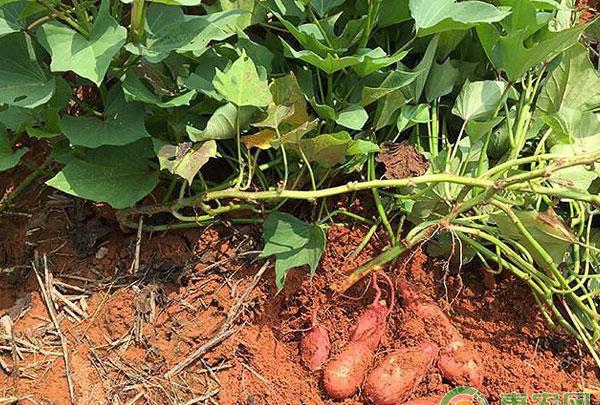 种植夏、秋薯适用哪些耕作栽培制度