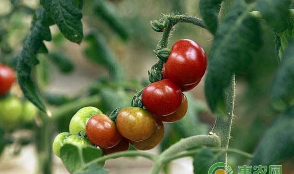 西红柿虫害防治