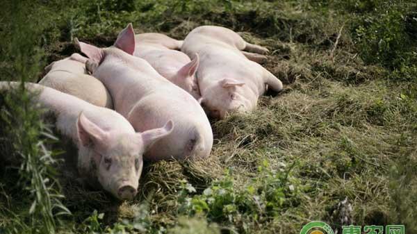 清洁猪舍省时省力的秘诀：训练猪群定点排便