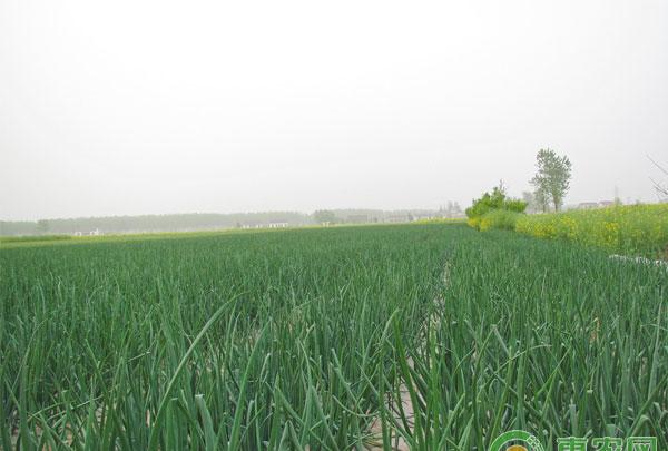 洋葱紫斑病高效预防技术