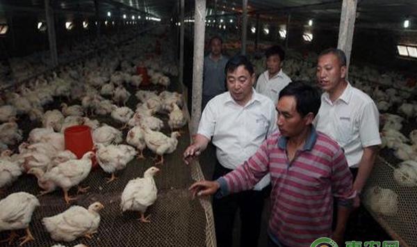 关于秋季鸡舍通风，这些问题你考虑过吗？