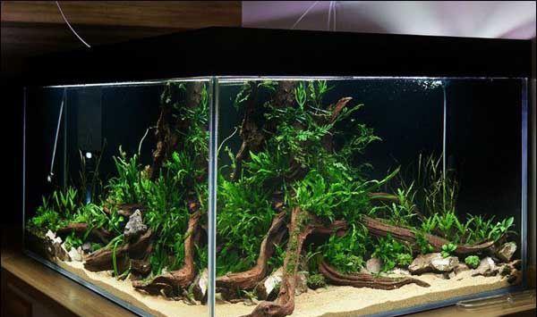 鱼缸加热棒怎么用？鱼缸加热棒使用注意事项