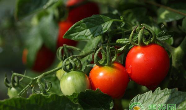 西红柿虫害防治