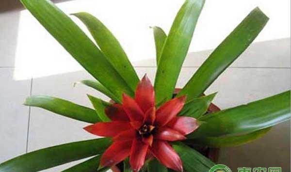 ?空气风梨人工诱导开花方法