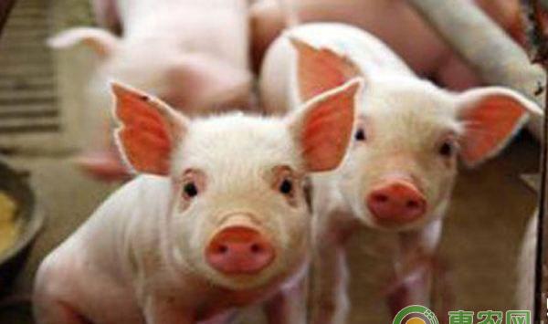 猪混合感染治疗