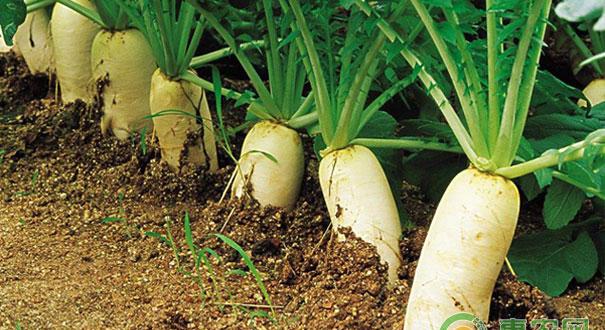 处暑节适合种什么蔬菜