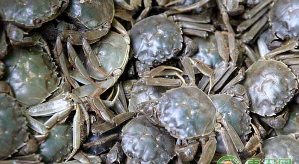 想要减少水体对流对河蟹的影响，首先得了解水体对流的原因！