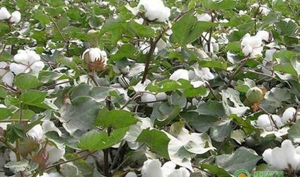 棉花后期增产有妙招你了解吗