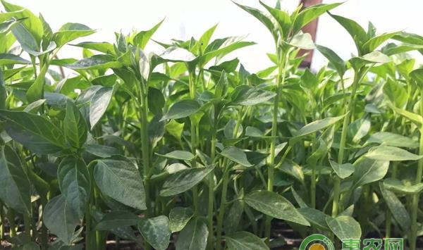 处暑过后，广大种植朋友们应该注意些什么呢？