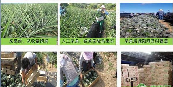 金菠萝栽培技术