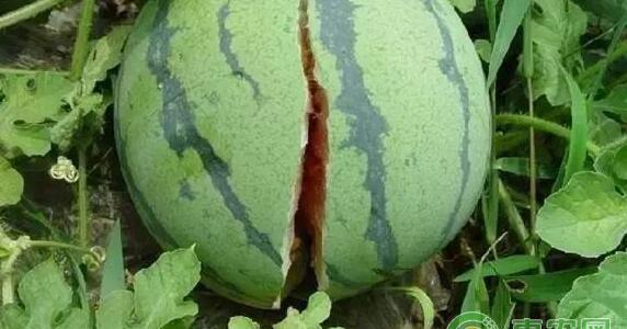 蔬菜缺钙什么原因，蔬菜缺钙怎么办?