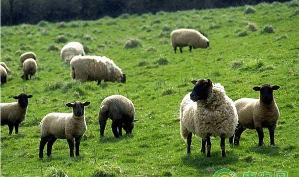 羊快疫的治疗方法及用药