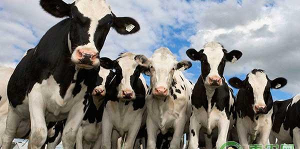 养牛经验分享：奶牛高危害性疫病危害与防控