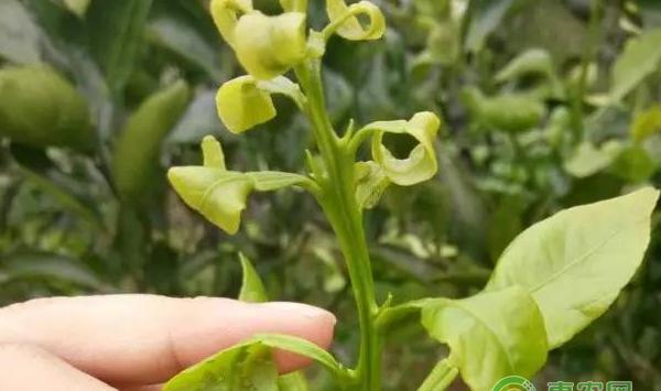 丑柑8月种植病虫害防治