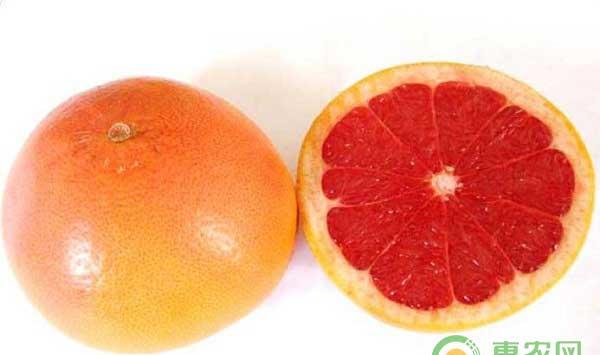 红心柚高产种植技巧之病虫害防治