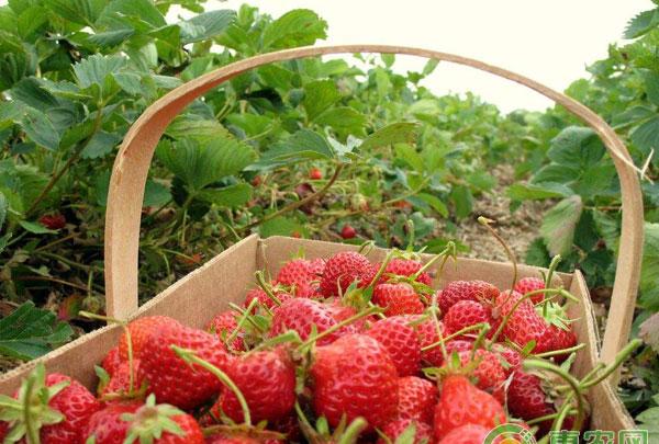 草莓露天种植每个阶段管理技术