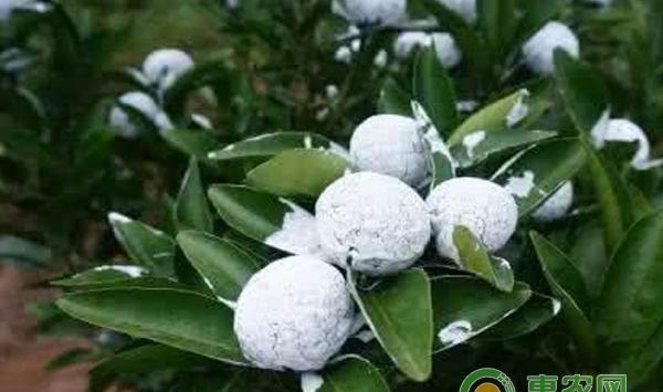 柑桔虫害 有哪些？