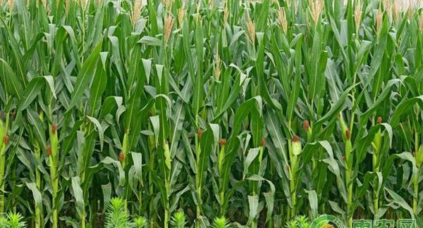 玉米最佳收获期在玉米授粉后45-50天