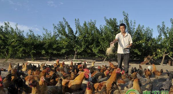 新城疫防治对策