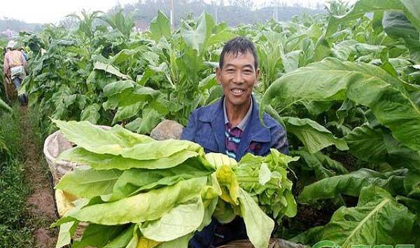 烟叶大田管理措施之烟田杂草防治 
