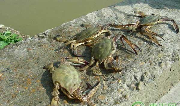 虾蟹池塘养殖之氨氮引起的水质问题