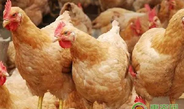 “饲料”的蛋鸡养殖的重要性