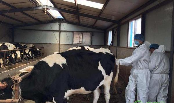 牛场常见的两种疾病，不懂的话养殖户会损失惨重