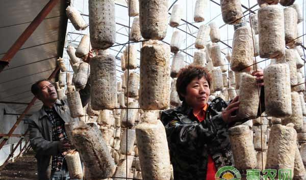 如何在一亩地产出更多的黑木耳？挂袋栽培综合配套技术帮你忙